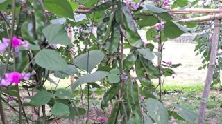 গোপালগঞ্জের যে জাতের শিম যাচ্ছে বিদেশে